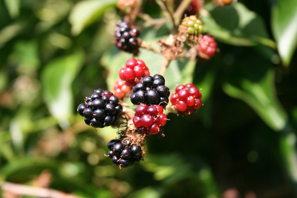 berries