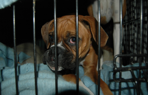 dog inside a dog crate